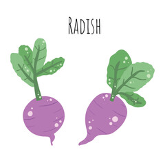 Purple Radish, Vector, Hand Drawn