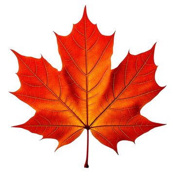 focusing on Sugar Maple leaf isolated transparent background
