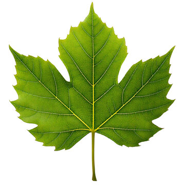 focusing on Sycamore leaf isolated transparent background