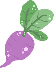 Purple Radish, Vector, Hand Drawn