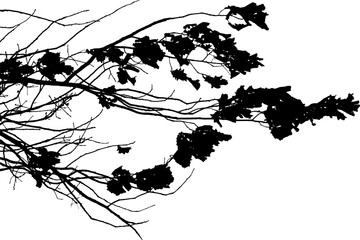 Vector illustration of natural oak tree branch with leaves