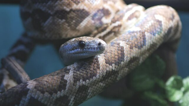 Snake is curled up on a branch. The snake is brown and black