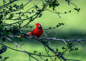 Northern Cardinal enjoying a sunny day along the nature trail in Pearland, Texas