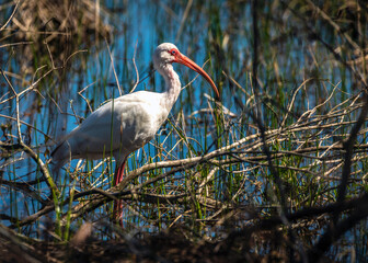 White Ibis posing pretty in bright blue water along the Shadow Creek Ranch Nature Trail in Pearland, Texas
