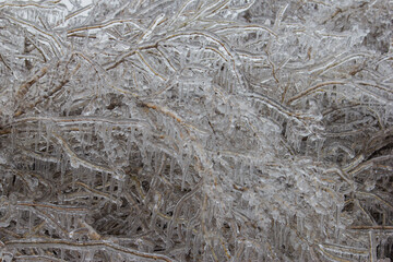 ice covered branches
