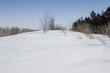 farm windbreak full of snow