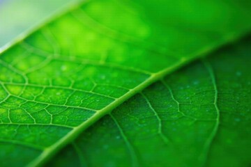 leaf texture natural tropical green leaf close up , leaf patterns, botanical illustration, tropical green