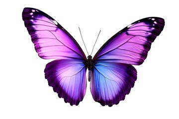 beautiful purple butterfly isolated on white background