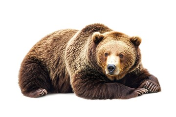 Obraz premium Big brown bear isolated on white background