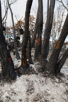Blackened tree trunks and ash after bushfire
