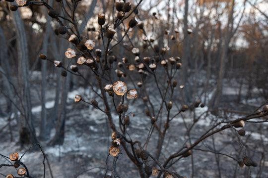 burnt bush after bushfire