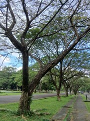 Fototapeta premium tree-lined pathway in a lush green park