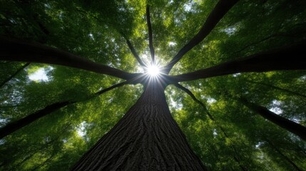 Sunlight filters through dense forest canopy