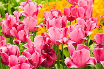 Europe, Netherlands, Flevoland. Dutch tulips in fields.