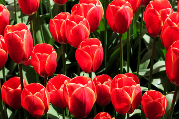 Europe, Netherlands, Flevoland. Dutch tulips in fields.