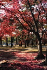 Naklejka premium 창경궁의 붉은 가을