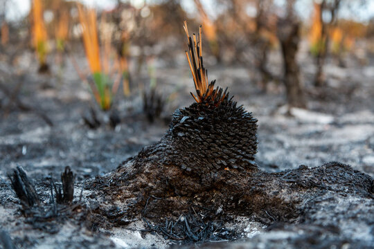 burnt and blackened grass trr plant after bushfire