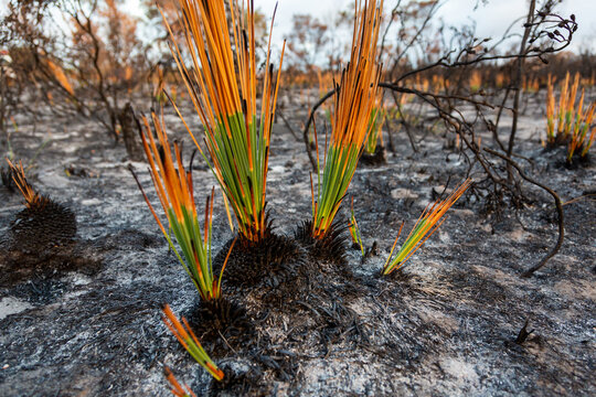 Grass tree plants showing regrowth two weeks after a bush fire