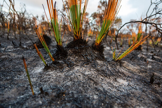 Stumps of grass trees recovering two weeks after a bushfire