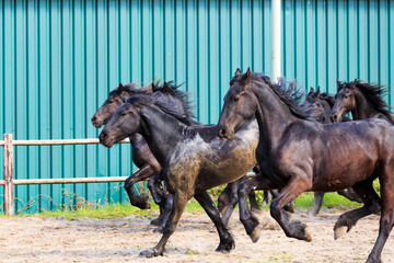 Europe, the Netherlands, Friesland Arabian horses being trained in area.
