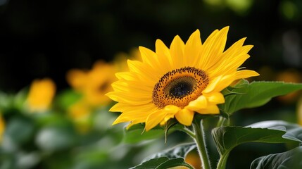 Obraz premium Vibrant sunflower in a field (1)
