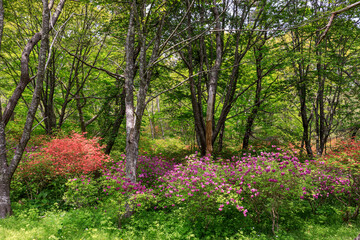 Naklejka premium 北海道新冠町、判官館森林公園のつつじの森【5月】