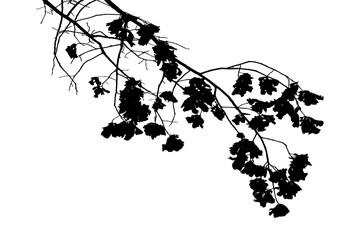 Black and white illustration of natural large old oak tree branch with leaves on transparent background
