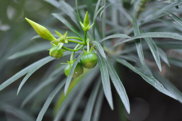 Fototapeta premium Trumpet flower , Lucky Bean or Lucky Nut or Yellow Oleander or Thevetia peruviana or APOCYNACEAE or yellow flower