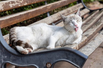 Eine auf einer Bank liegende weiße Katze mit dunklem Schwanz leckt sich eine Pfote