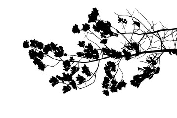 Black and white illustration of natural large old oak tree branch with leaves on white background