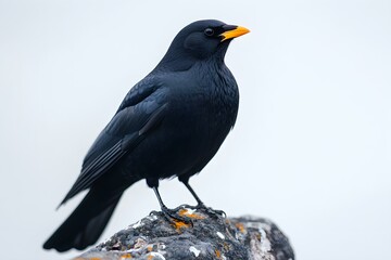 Obraz premium Black Bird Sitting on Stone Surface Against White Background