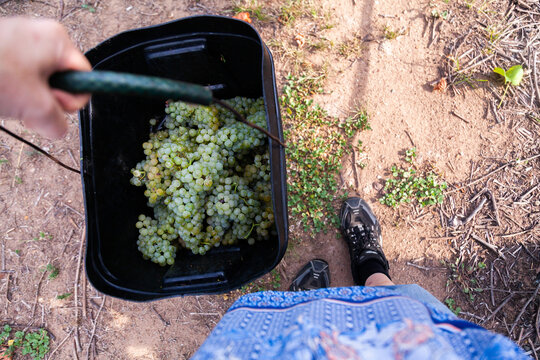 Fruit picker holding a bucket with freshly picked chardonnay grapes