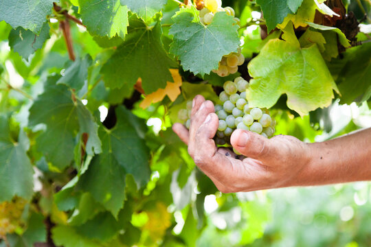 handpicking grapes from vineyard