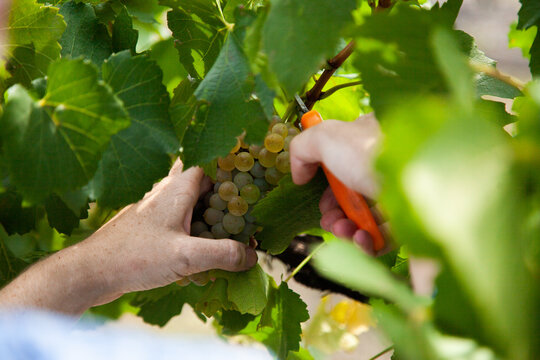 Person harvesting grapes with fruit picking shear grape snip
