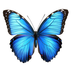 Obraz premium Vibrant Blue Butterfly PNG: High-Quality Detail and Stunning Colors on transparent background