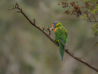 Rainbow Lorikeet Isolated On Angled Branch