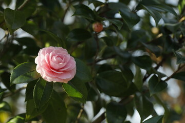 八重咲の乙女椿