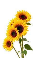Obraz premium Bright yellow sunflowers isolated on pure white background, close-up, garden