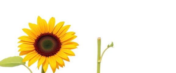 Fototapeta premium Single vibrant sunflower, head tilted, isolated on pure white background, bloom, plant