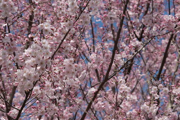 Cherry blossoms of the 'Maihime' variety
