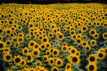 夕暮れのひまわり