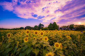 夕暮れのひまわり
