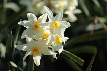 Early Spring Bloom Daffodils