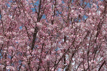 Cherry blossoms of the 'Maihime' variety