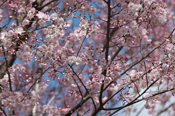 Cherry blossoms of the 'Maihime' variety
