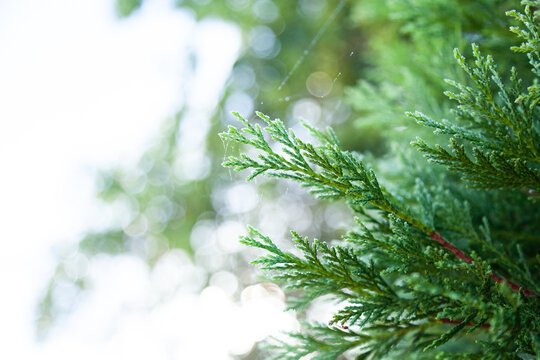 Pine tree needles on conifer trees