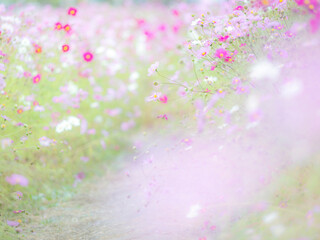 秋の公園や花壇を彩るコスモスのある風景。背景。自然風景素材。眩しい日差しでボケた景色。ぼんやりした花畑のイメージ。