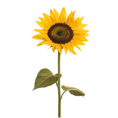 Single Yellow Sunflower with Tall Stem Isolated on Transparent Background