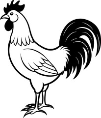 rooster isolated on white