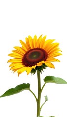 Fototapeta premium A single sunflower blooms vibrantly against a pure white background, happy, photography